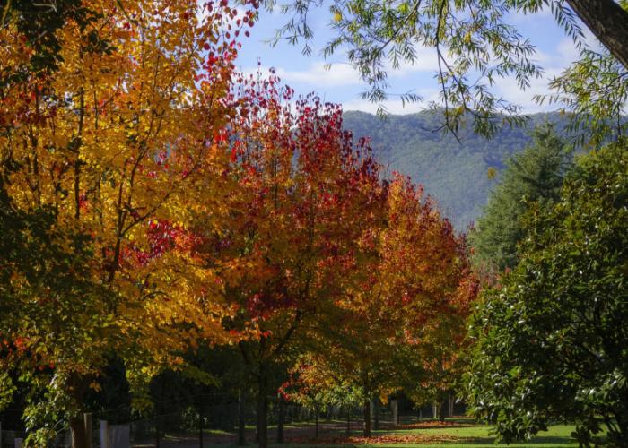 Bright Mystic Valley
